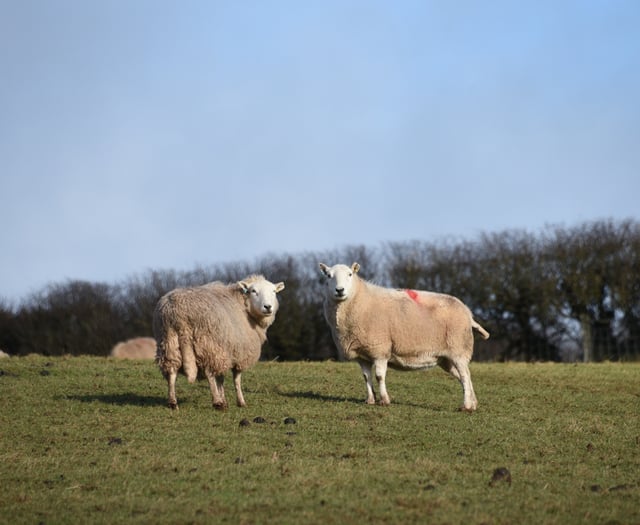 Falling livestock numbers and a ‘depressed’ processing industry