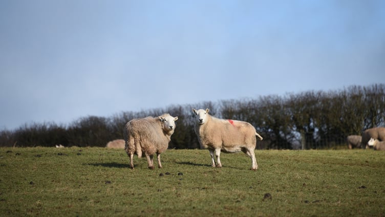 Welsh sheep