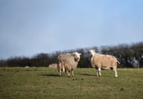 Falling livestock numbers and a ‘depressed’ processing industry