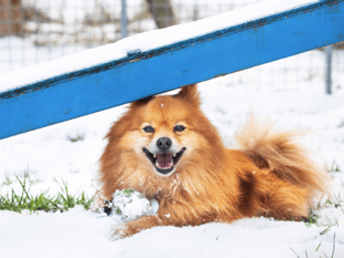 Wales 'risks falling behind on tackling pet abduction'