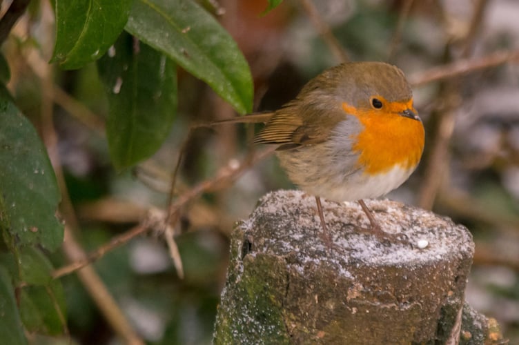 Robin