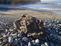 Suspected bag of drugs in the sea turned out to be tree trunk