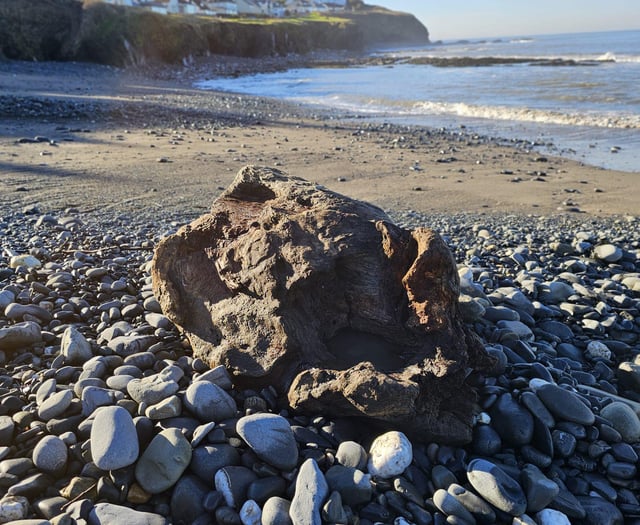 Suspected bag of drugs in the sea turned out to be tree trunk