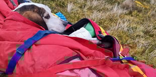 Aberydyfi team members rescue dog with broken leg