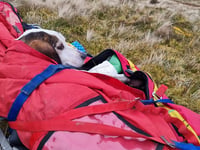 Aberydyfi team members rescue dog with broken leg
