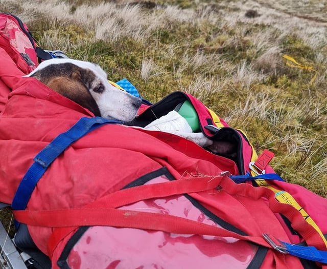 Aberydyfi team members rescue dog with broken leg