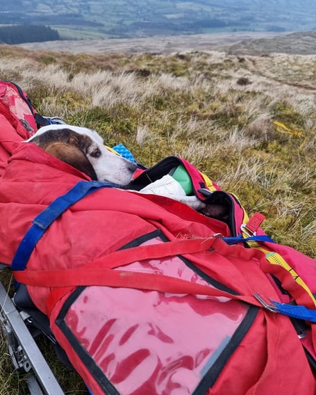 Aberdyfi Search & Rescue image of the dog they rescued