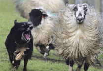 New law means unlimited fines for dog attacks on livestock