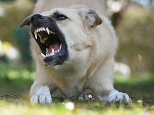 Police spending £104k a year putting dangerous dogs in kennels