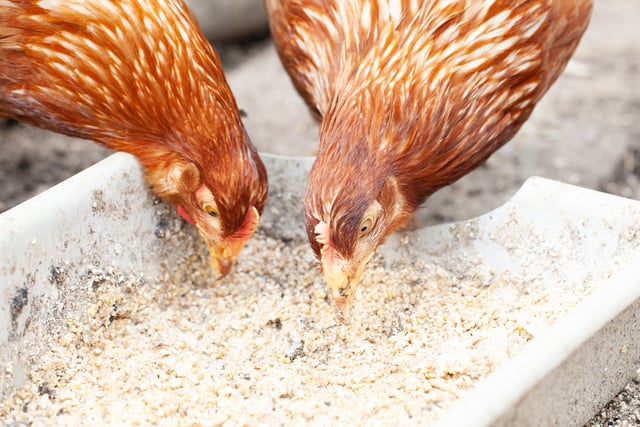 Bird gatherings banned to minimise the spread of avian influenza