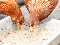 Bird flu prevention zone to be introduced across all of Wales