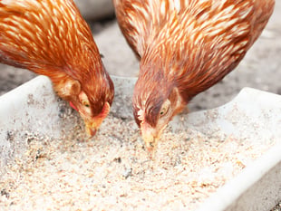 Bird gatherings banned to minimise the spread of avian influenza