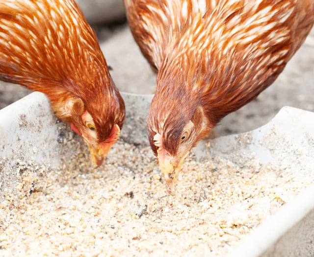 Bird flu prevention zone to be introduced across all of Wales