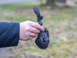 Bala man fined for not picking up dog poo