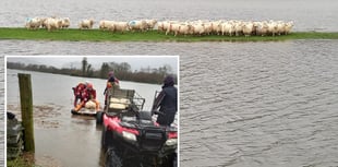 Rising floodwater in Gwynedd led to long sheep rescue