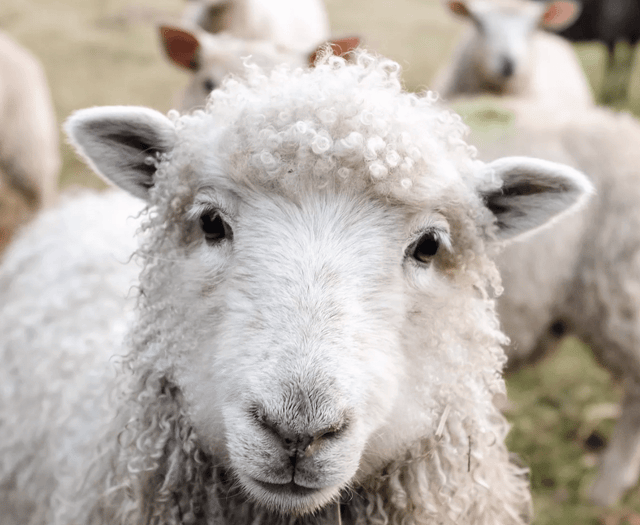 Man arrested following reported theft of 75 sheep