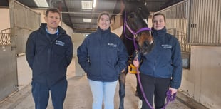 Is your horse depressed? New study aims to find out