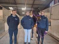 Is your horse depressed? New study aims to find out