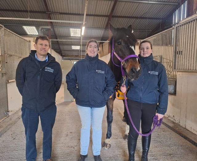 Is your horse depressed? New study aims to find out