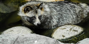 Hunt is on to find ‘unpredictable’ raccoon dog on the loose