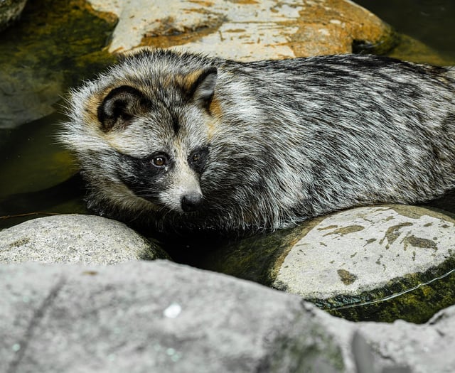Hunt is on to find ‘unpredictable’ raccoon dog on the loose