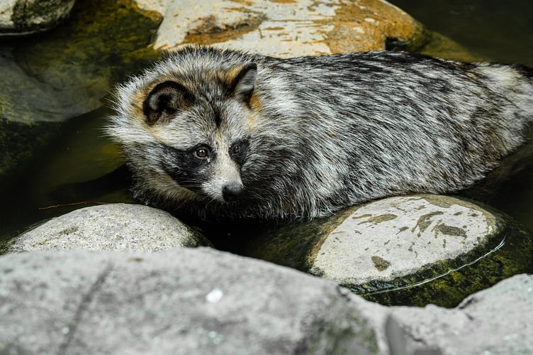 Raccoon dog