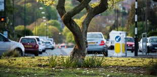 Woodland Trust urge local authorities to declare nature emergency