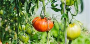 The scourge of scurvy in Wales