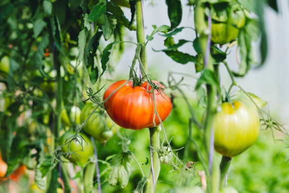 Carmarthenshire residents are invited to provide feedback on the Draft Allotment and Community Growing Strategy.