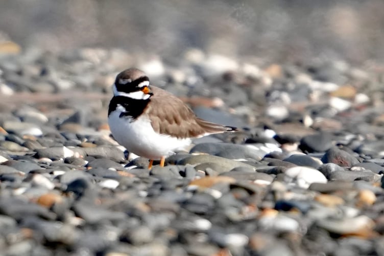 This ringed plover was captured on camera in Ynyslas on 1 March