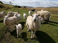 UK sheep meat imports soar in 2024