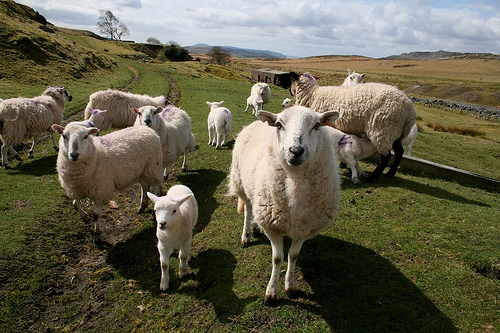 UK sheep meat imports soar in 2024