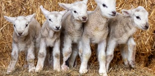 Health chiefs issue warning over lamb petting