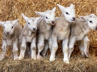 Health chiefs issue warning over lamb petting