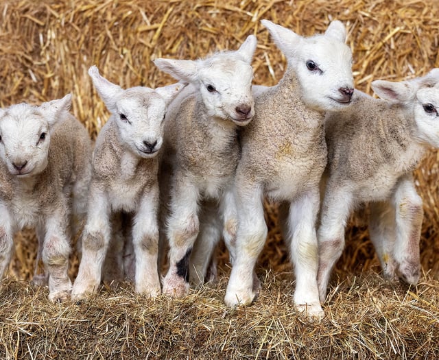 Health chiefs issue warning over lamb petting