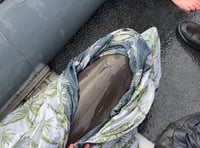 Dolphin crew saves stranded calf