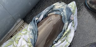 Dolphin crew saves stranded calf