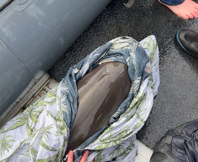 Dolphin crew saves stranded calf