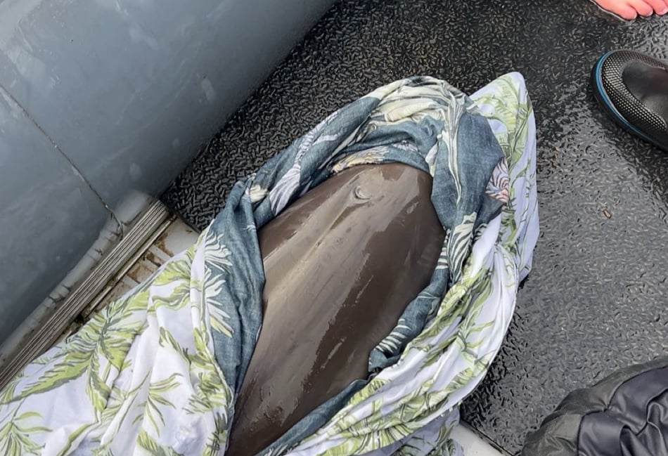 Dolphin crew saves stranded calf