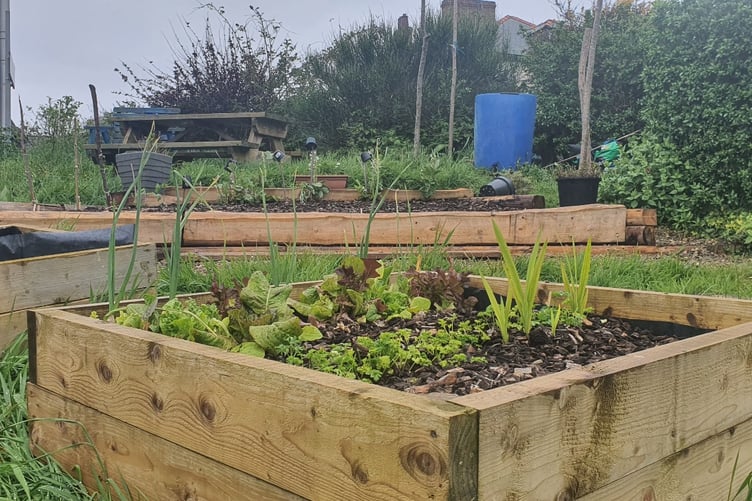The raised beds installed and maintained by the Tyfu Aber Grow volunteers