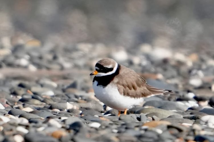 Ringed Plovers were spotted returning to Ynyslas beach earlier this month