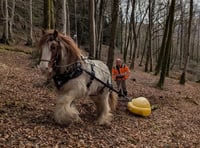 Horses help loggers in Dyfi forest