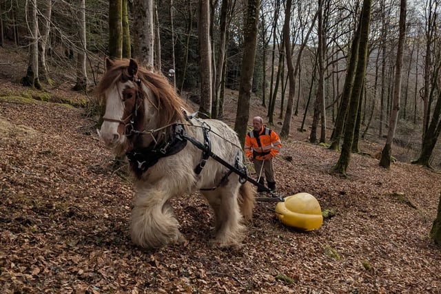 Horses help loggers in Dyfi forest