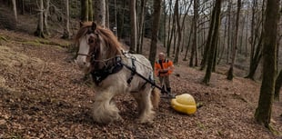 Horses help loggers in Dyfi forest