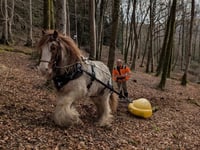 Horses help loggers in Dyfi forest