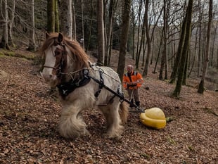 Horses help loggers in Dyfi forest