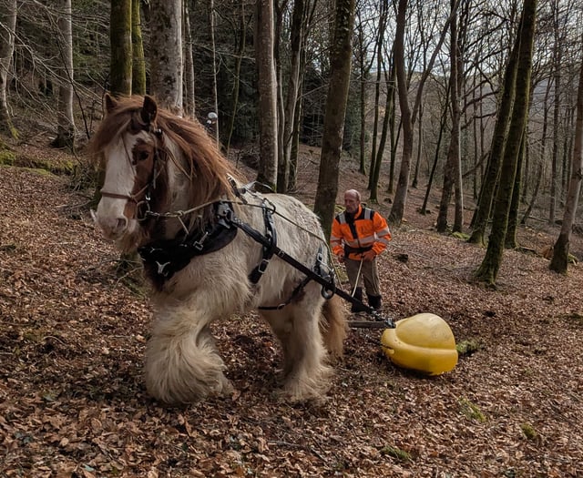 Horses help loggers in Dyfi forest