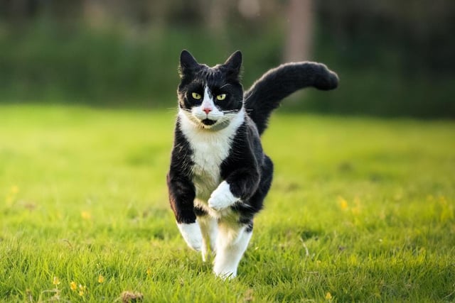 Aberystwyth teen hopes Emily the cat helps win public vote
