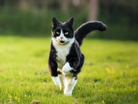 Aberystwyth teen hopes Emily the cat helps win public vote