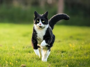 Aberystwyth teen hopes Emily the cat helps win public vote